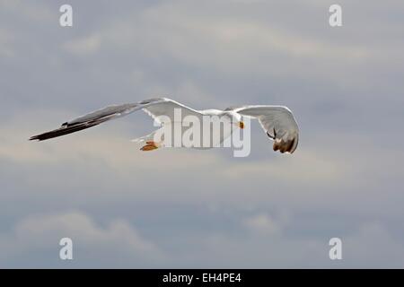 Kroatien, Silbermöwe (Larus Argentatus) im Flug Stockfoto