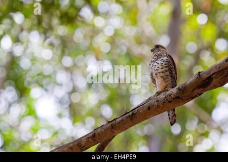 Mauritius, Süd-West-Küste, Black River District, der Turmfalke Falke Maurice (Falco Punctatus) ist eine endemische Art der Insel Stockfoto