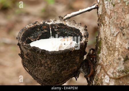 Thailand, Ernte von Latex (Hevea Brasiliensis) Stockfoto