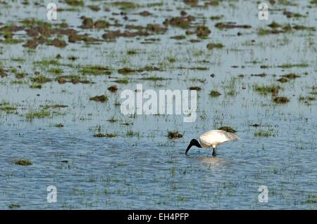 Thailand, Black-headed Ibis (Threskiornis Melanocephalus) Essen Stockfoto