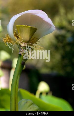 Sacred lotus (Nelumbo nucifera) Stockfoto