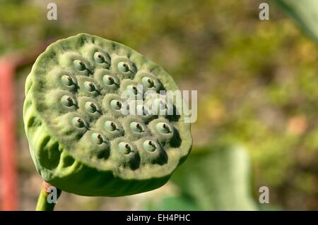 Sacred lotus (Nelumbo nucifera) Stockfoto