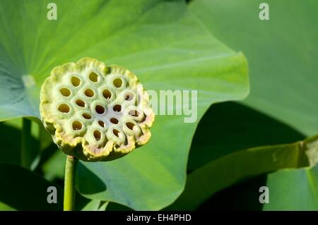 Sacred lotus (Nelumbo nucifera) Stockfoto