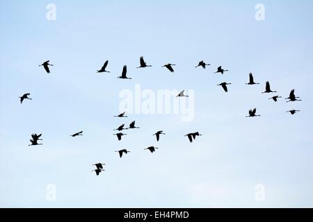 Frankreich, Haute-Marne, Montier En Der, Fliegende Kraniche (Grus Grus) migration Stockfoto