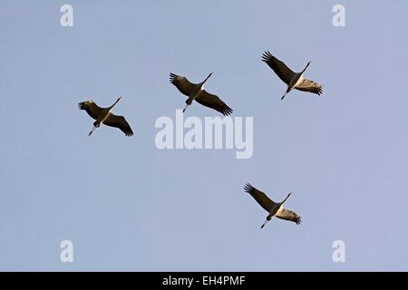 Frankreich, Haute-Marne, Montier En Der, Kraniche fliegen (Grus Grus) migration Stockfoto