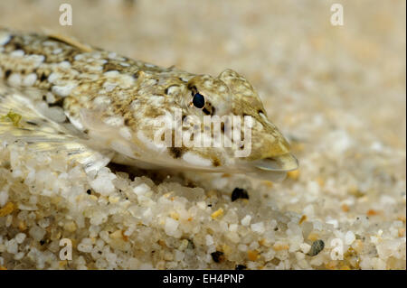 Dragonet - Callionymus lyra Stockfoto