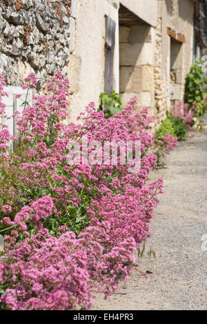 Centranthus Ruber Blumen wachsen an der Basis einer Hauswand. Stockfoto