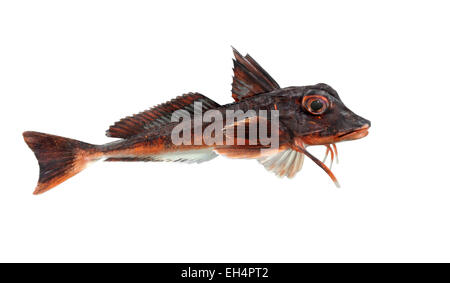 Roter Knurrhahn - Aspitrigla cuculus Stockfoto