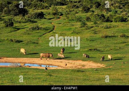 Südafrika, Eastern Cape, Addo Elephant National Park, Warzenschwein (Phacochoerus Aethiopicus) Stockfoto