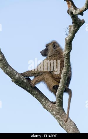 Kenia, Masai Mara Wildreservat, Olive Pavian (Papio Hamadryas Anubis), Männlich Stockfoto