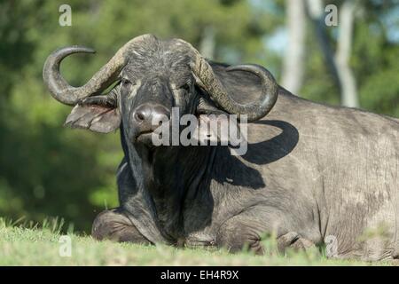 Kenia, Masai Mara Wildreservat, afrikanische Büffel (Syncerus Caffer), ruhen Stockfoto