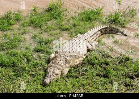 Kenia, Masai Mara Wildreservat, Nil-Krokodil (Crocodylus Niloticus), am Ufer des Mara Flusses ruhen Stockfoto