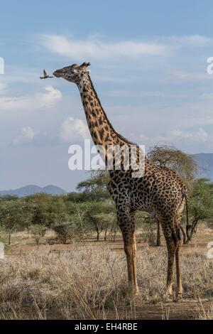Kenia, Lake Magadi, Masai-Giraffe (Giraffa Cameleopardalis Tippelskirchi) und eine oxpecker Stockfoto