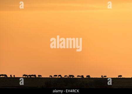 Kenia, Masai Mara Wildreservat, Gnus (Connochaetes Taurinus), der Herde der Migration bei Sonnenaufgang Stockfoto