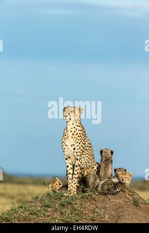 Kenia, Masai Mara Wildreservat, Gepard (Acinonyx Jubatus), weiblichen und jungen 8/9 Wochen alt Stockfoto