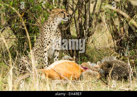 Kenia, Masai Mara Wildreservat, Gepard (Acinonyx Jubatus), weiblichen und jungen 3 Monate alt, Essen eine impala Stockfoto