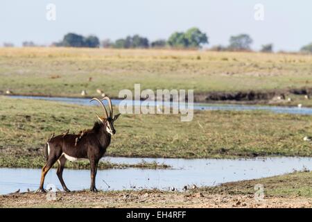 Botswana, Chobe Nationalpark, Sable Antilope (Hippotragus Niger), Männchen mit Oxpeckers bedeckt Stockfoto