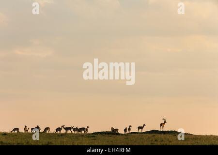 Kenia, Masai Mara Wildreservat, Impala (Aepyceros Melampus) Herde bei Sonnenaufgang Stockfoto