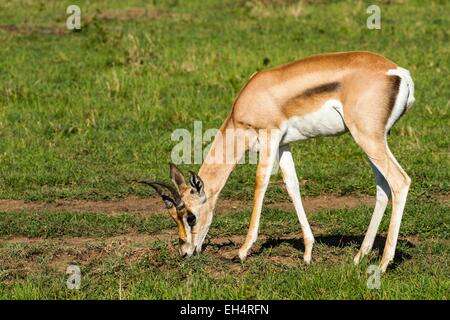 Kenia, Masai Mara Game Reserve, Grant Gazella (Gazella Granti), Surfen Stockfoto