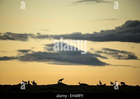 Kenia, Masai Mara Wildreservat, Topi (Damaliscus Korrigum), Herde bei Sonnenaufgang und impalas Stockfoto