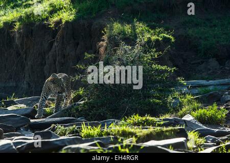 Kenia, Masai Mara Wildreservat, Leopard (Panthera Pardus), weibliche in einem Flussbett Stockfoto