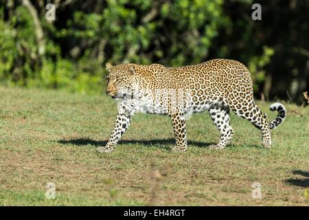 Kenia, Masai Mara Wildreservat, Leopard (Panthera Pardus), Weiblich Stockfoto