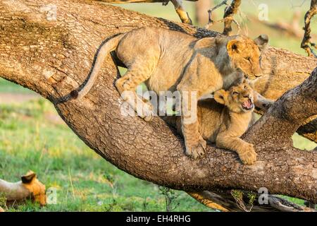 Kenia, Masai Mara Game Reserve, Löwe (Panthera Leo), kleinen spielen Stockfoto