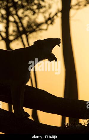 Kenia, Masai Mara Game Reserve, Löwe (Panthera Leo), Löwin Gähnen bei Sonnenaufgang Stockfoto