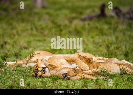 Kenia, Masai Mara Game Reserve, Löwe (Panthera Leo), jungen Spanferkel Stockfoto