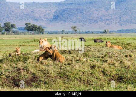 Kenia, Masai Mara Game Reserve, Löwe (Panthera Leo), jungen vor ihrer Mutter spielen Stockfoto