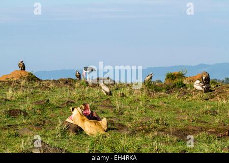 Kenia, Masai Mara Game Reserve, Löwe (Panthera Leo), Weiblich, Essen vor Geier und Marabu Störche Stockfoto