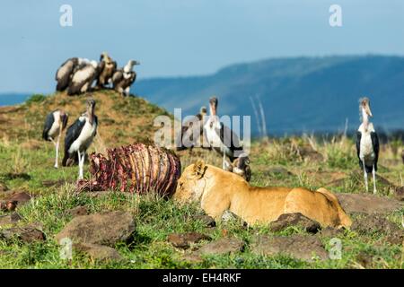 Kenia, Masai Mara Game Reserve, Löwe (Panthera Leo), Weiblich, Essen vor Geier und Marabu Störche Stockfoto