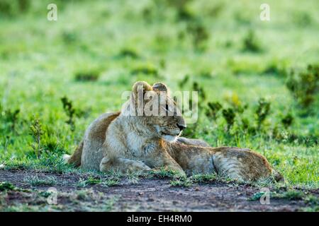 Kenia, Masai Mara Game Reserve, Löwe (Panthera Leo), kleinen ruhen Stockfoto