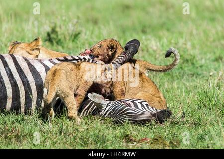 Kenia, Masai Mara Wildreservat, Löwe (Panthera Leo), Weibchen und Jungtiere essen ein zebra Stockfoto