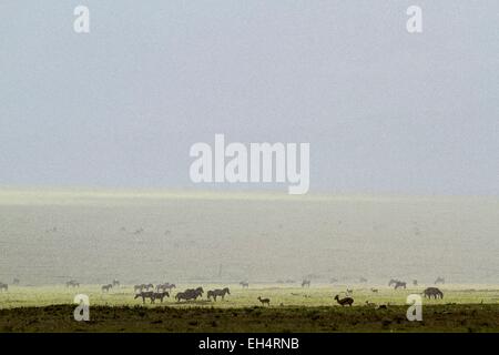 Kenia, Masai Mara Wildreservat, Grant Zebra (Equus Burchelli Granti), unter dem Regen mit Thomson Gazellen Stockfoto