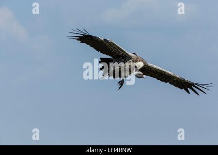 Kenia, Masai Mara Game Reserve, Rueppells Griffon (abgeschottet Rueppellii) Stockfoto