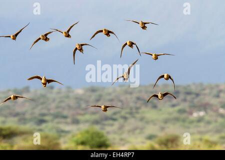 Kenia, Lake Magadi, Kastanie bellied Sandgrouse (Pterocles Exustus), an einer Wasserstelle Stockfoto