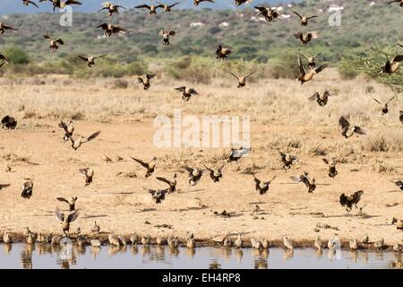 Kenia, Lake Magadi, Kastanie bellied Sandgrouse (Pterocles Exustus), an einer Wasserstelle Stockfoto