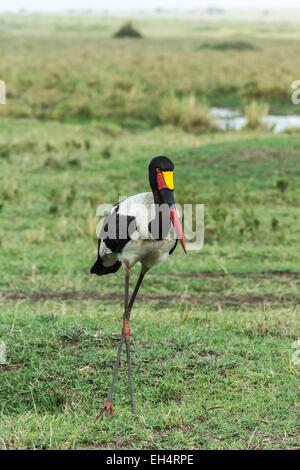 Kenia, Masai Mara Game Reserve, Sattel in Rechnung Storch (Ephippiorynchus Senegalensis), fema Stockfoto