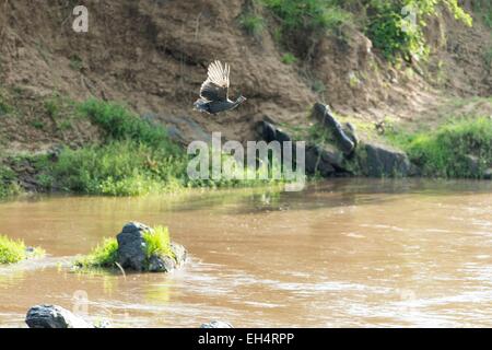 Kenia, Masai Mara Reserve behelmter Perlhühner (Numida Meleagris), im Flug über den Mara river Stockfoto