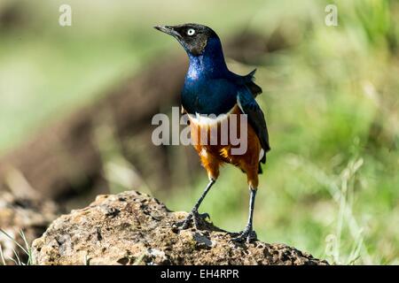 Kenia, Masai Mara Wildreservat, Superb Starling (Glanzstare Superbus) Stockfoto