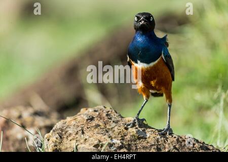 Kenia, Masai Mara Wildreservat, Superb Starling (Glanzstare Superbus) Stockfoto