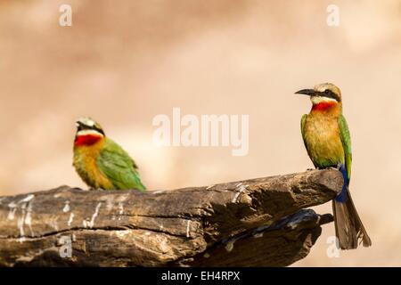 Botswana, Chobe National Park, weiße fronted Biene-Esser (Merops Bullockoides) Stockfoto