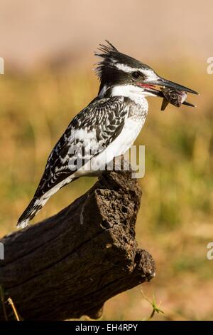 Botswana, Chobe National Park, Pied Kingfisher (Ceryle Rudis), Angeln Stockfoto