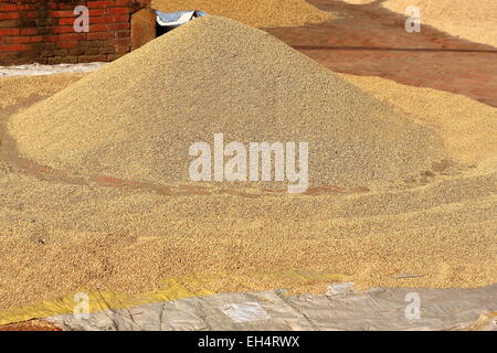 Paddy Reis Sundrying gelegt auf einer Matte aus Kunststoff Bast auf dem rotem Backstein Boden-kleine Platz in der Tribheni Ghat-Khware Bereich-Panauti. Stockfoto