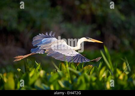 Brasilien, Mato Grosso, Pantanal-Region, Cocoi Heron (Ardea Cocoi) Stockfoto