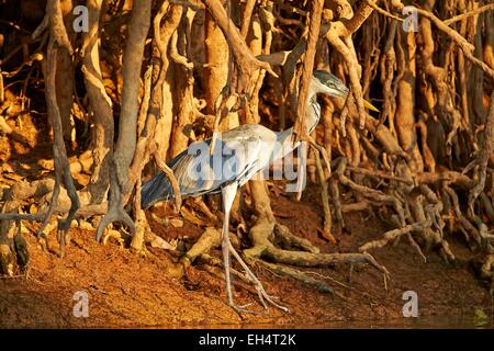 Brasilien, Mato Grosso, Pantanal-Region, Cocoi Heron (Ardea Cocoi) Stockfoto