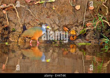 Brasilien, Mato Grosso, Pantanal-Region, grau-necked Holz-Schiene (Aramide Cajanea) Erwachsene Stockfoto
