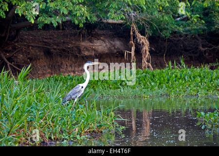 Brasilien, Mato Grosso, Pantanal-Region, Cocoi Heron (Ardea Cocoi) Stockfoto