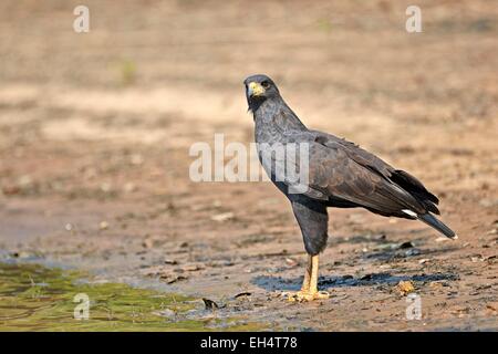 Mato Grosso, Brasilien Pantanal-Region, große schwarze Falke (Buteogallus Urubitinga), Stockfoto